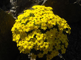 Dionysia aretioides 'Bevere'